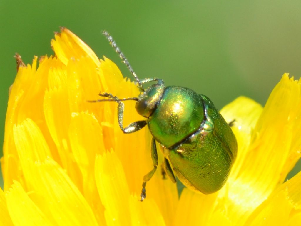 Chrysomelidae: Cryptocephalus samniticus.